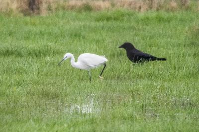 Aigrette garzette