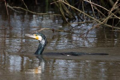Grand Cormoran