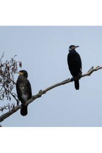 Grand Cormoran