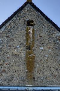 Faucon crécerelle