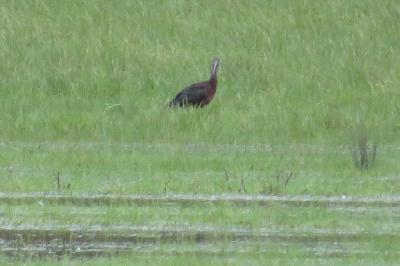 Ibis falcinelle