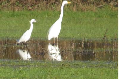 Aigrette garzette