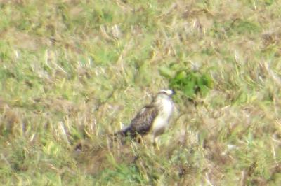 Buse variable