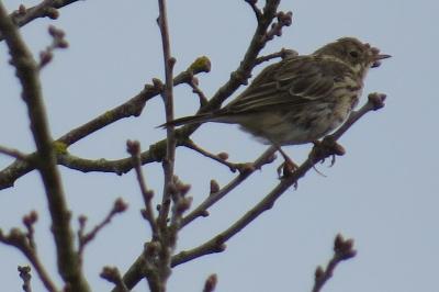 Pipit farlouse