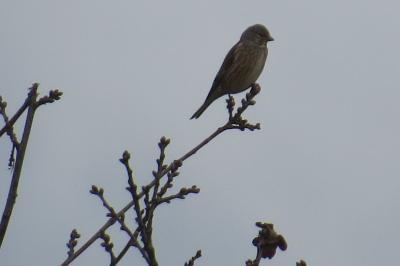 Linotte mélodieuse