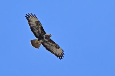 Buse variable