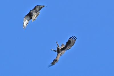 Buse variable