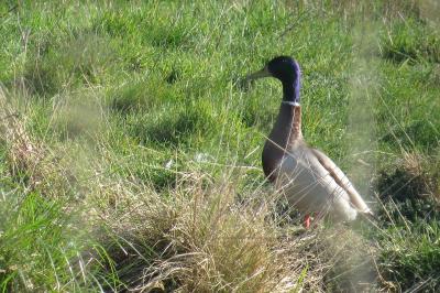 Canard colvert
