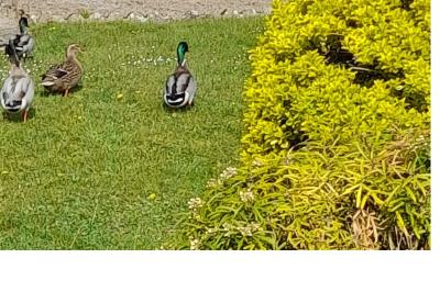Canard colvert