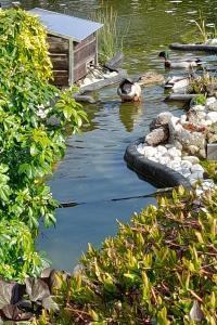 Canard colvert