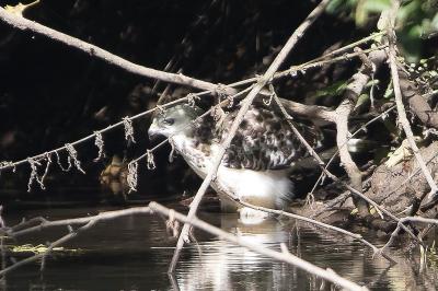 Buse variable