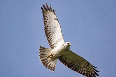 Buse variable