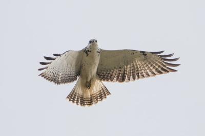 Buse variable