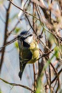 Mésange bleue