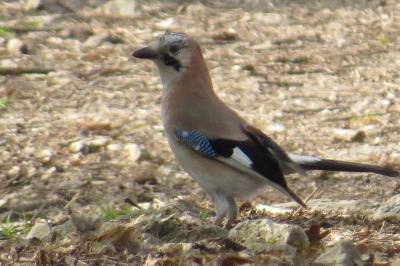 Garrulus glandarius