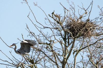 Ardea cinerea
