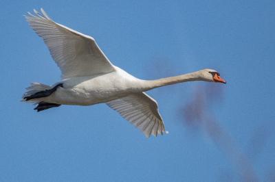 Cygne tuberculé
