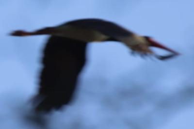Ciconia nigra