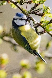 Cyanistes caeruleus