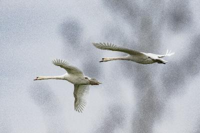 Cygne tuberculé