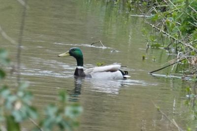 Canard colvert