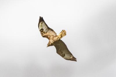 Buse variable
