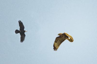 Buse variable