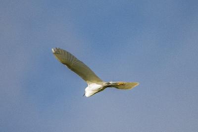 Aigrette garzette