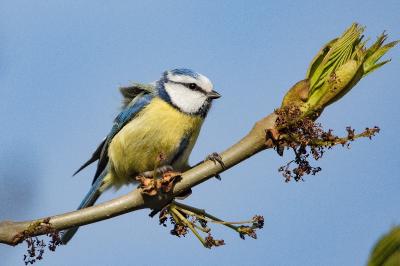 Mésange bleue