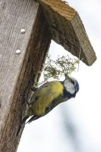 Mésange bleue