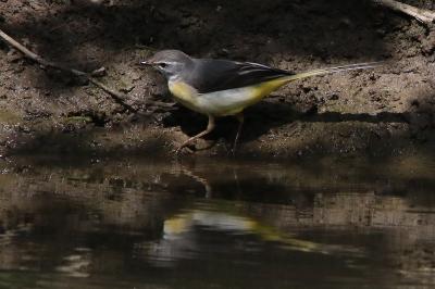 Bergeronnette des ruisseaux