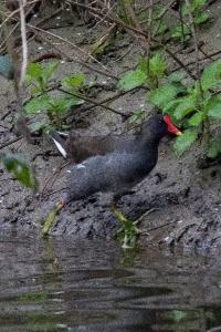 Poule-d'eau