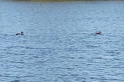 Canard colvert