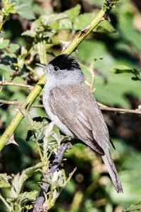 Fauvette à tête noire