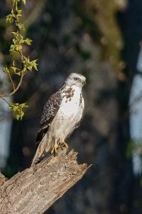 Buse variable