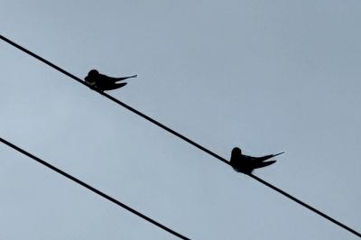 Hirondelle rustique