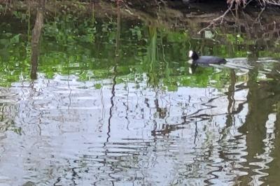 Fulica atra