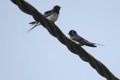 Hirondelle rustique