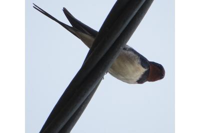 Hirondelle rustique