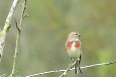 Linotte mélodieuse