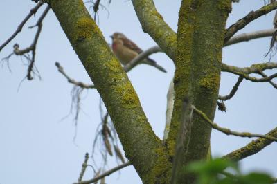 Linotte mélodieuse