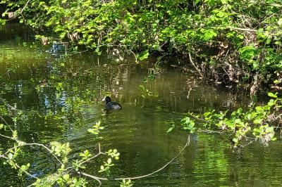 Fulica atra