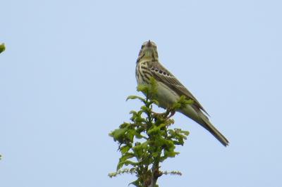 Pipit des arbres