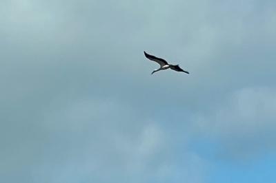 Cigogne blanche