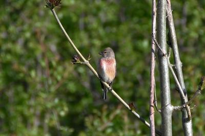 Linotte mélodieuse