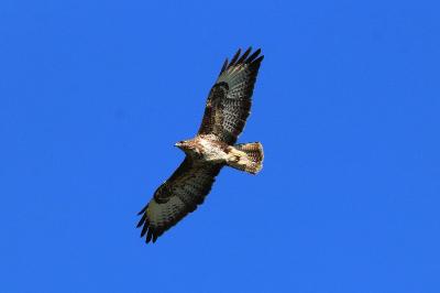 Buse variable