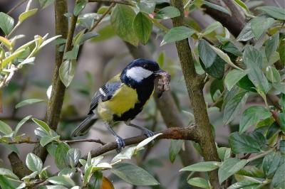 Mésange charbonnière