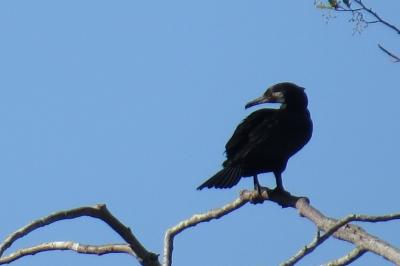 Grand Cormoran