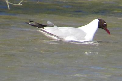 Mouette rieuse