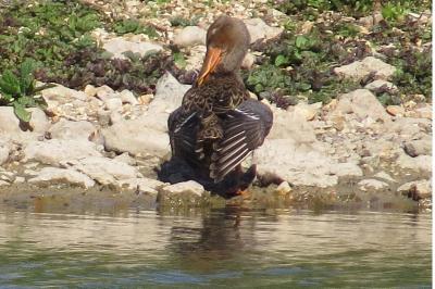 Canard souchet